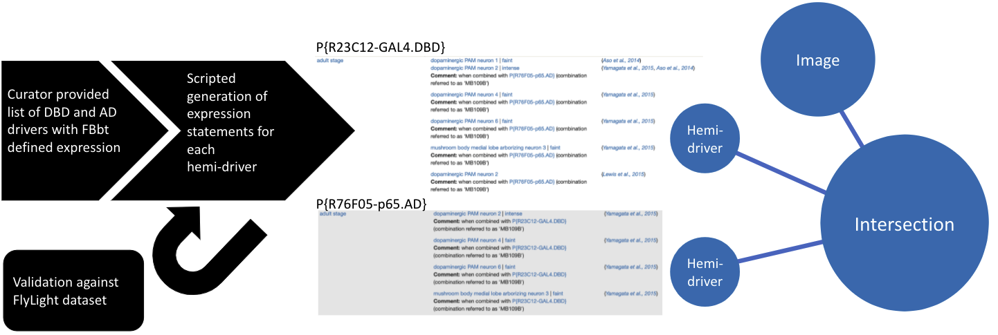 This techniques work by driving the expression of target transgenes at the intersection between the expression patterns of two hemidriver transgenes.