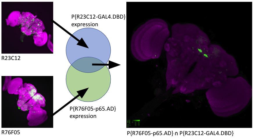 A split-GAL4 expression pattern at the intersection of the expression patterns of two hemidrivers.